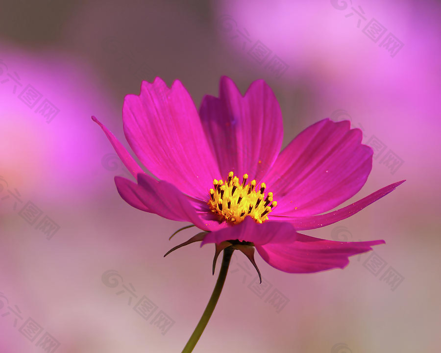 位图 植物摄影 写实花卉 花朵 数码照片 免费素材