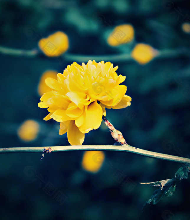位图 植物摄影 写实花卉 花朵 数码照片 免费素材