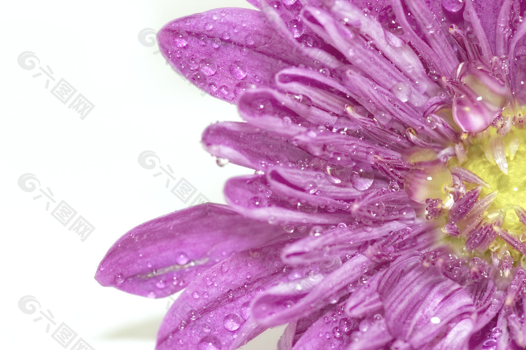 水滴在花卉背景
