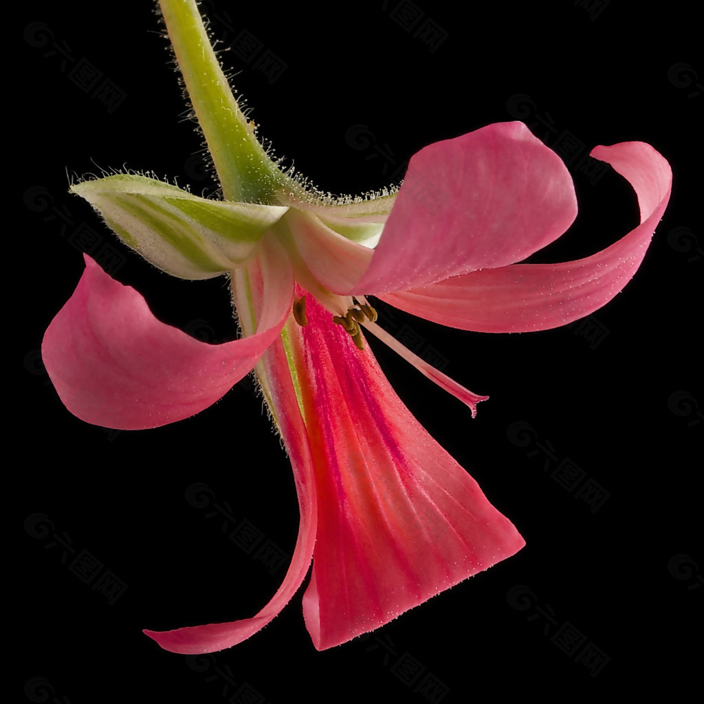 位图 植物 写实花卉 花朵 喇叭花 免费素材