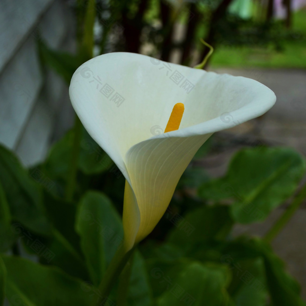 位圖 植物攝影 寫實花卉 花朵 馬蹄蓮 免費素材