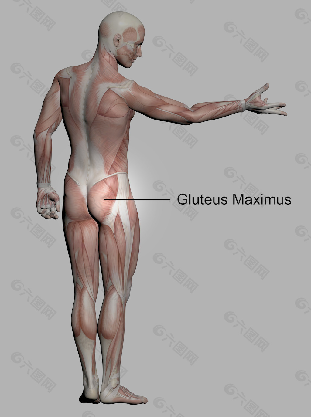 人体解剖学的男性的肌肉素材免费下载 图片编号 六图网