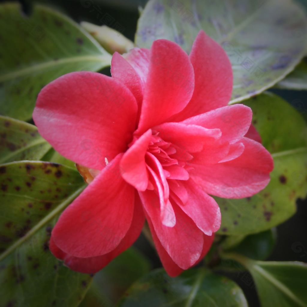位图 植物摄影 写实花卉 花朵 数码照片 免费素材