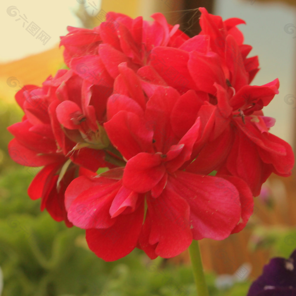 位图 植物摄影 写实花卉 花朵 数码照片 免费素材