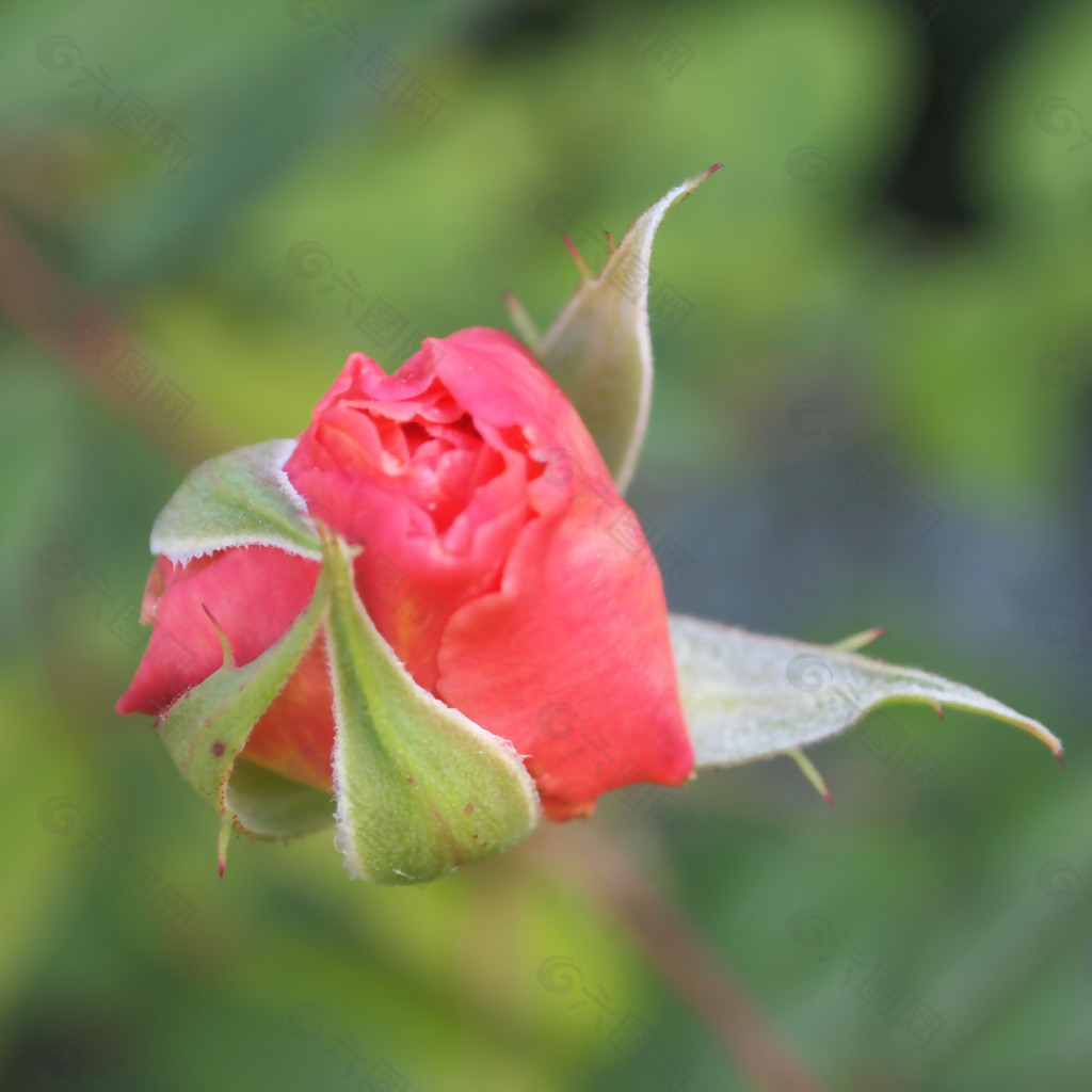 位圖 植物攝影 寫實花卉 花朵 玫瑰 免費素材