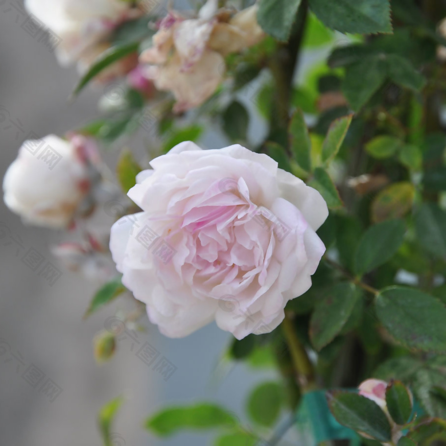 位图 植物摄影 写实花卉 花朵 数码照片 免费素材