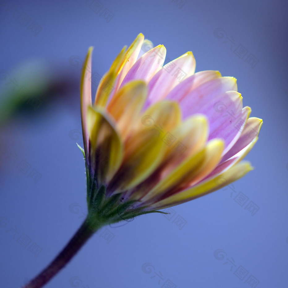位图 植物摄影 写实花卉 花朵 睡莲 免费素材