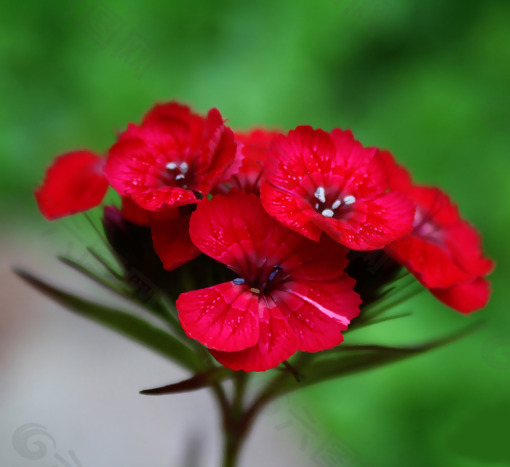 位图 植物摄影 写实花卉 花朵 数码照片 免费素材