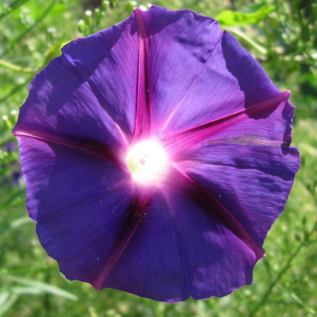 位图 植物摄影 写实花卉 花朵 牵牛花 免费素材