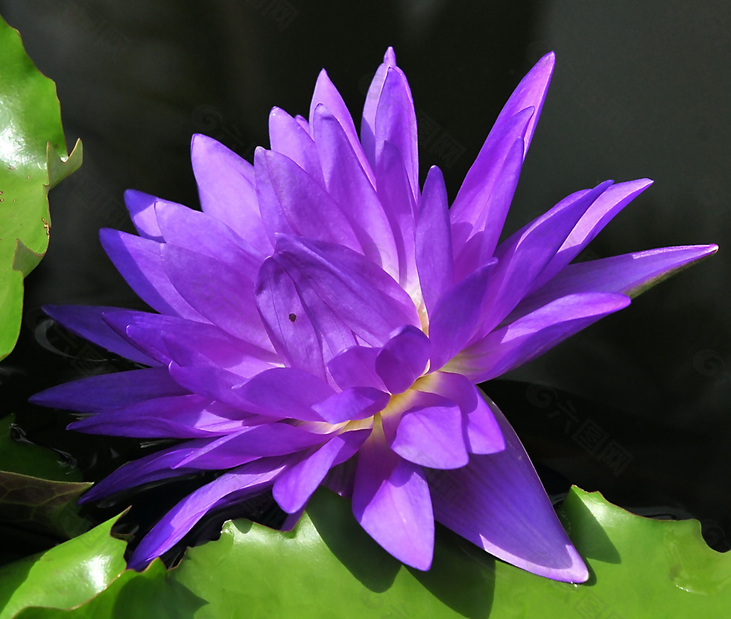 位图 植物摄影 写实花卉 花朵 睡莲 免费素材