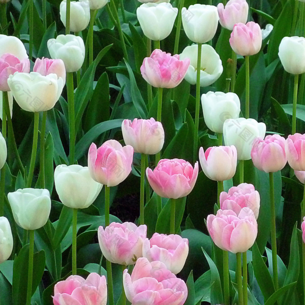 位图 植物摄影 写实花卉 花朵 郁金香 免费素材