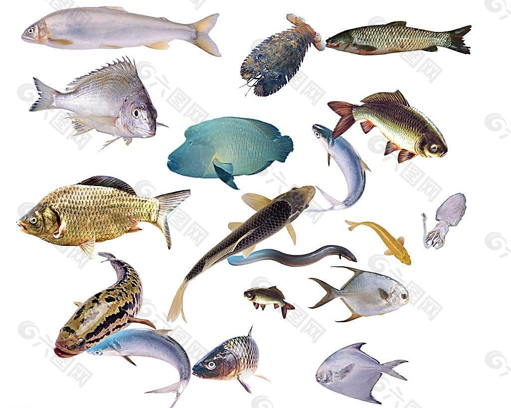 皖鱼和草鱼的区别,鲩鱼和草鱼的区别,青鱼和草鱼的区别_大山谷图库