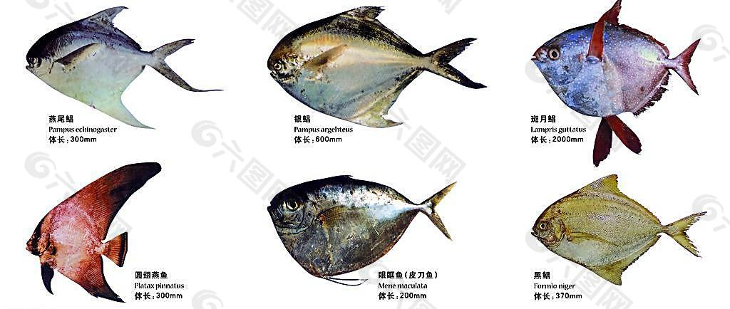 海洋鱼类 素材图片