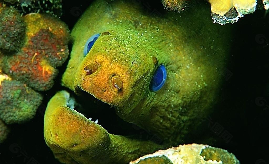 海洋生物图片