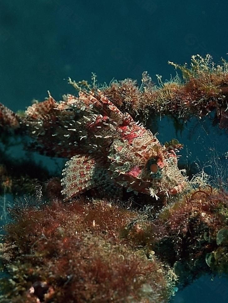 海洋生物图片