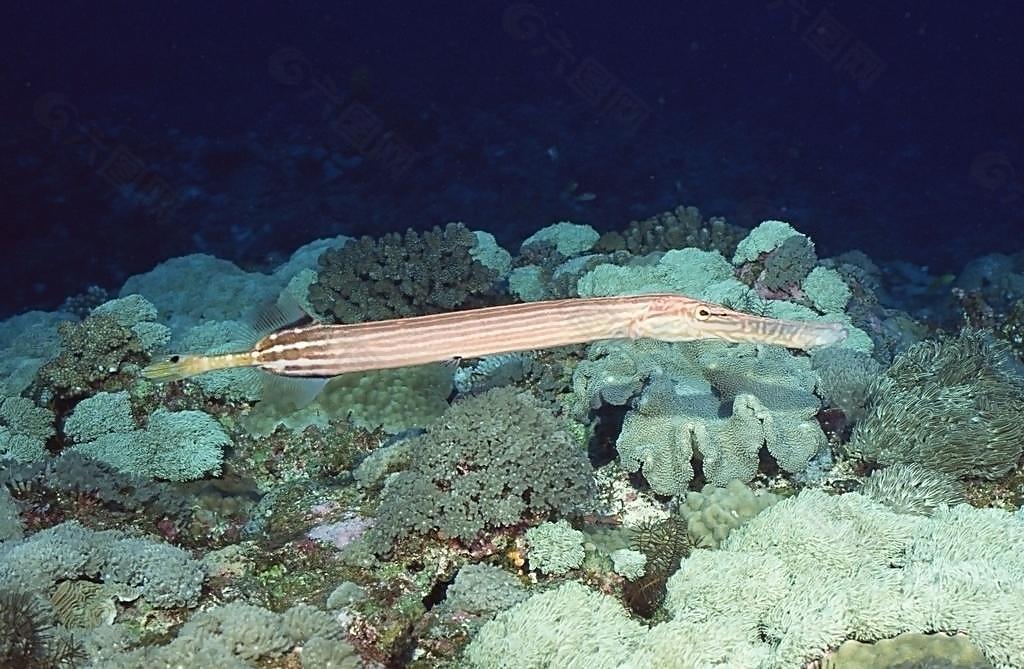 海洋生物图片