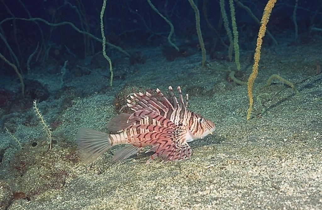 海洋生物图片