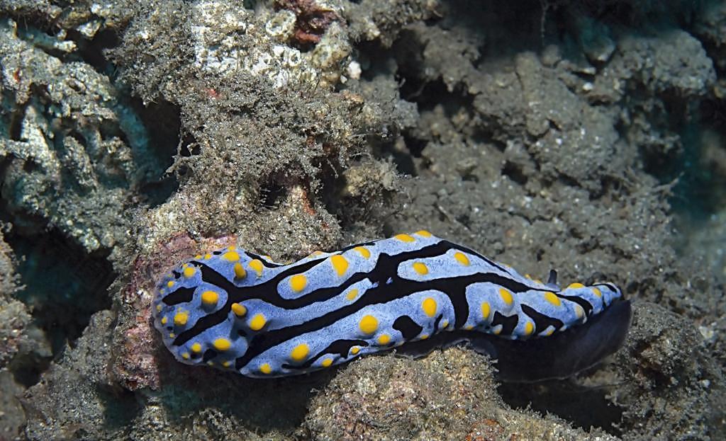 海洋生物图片