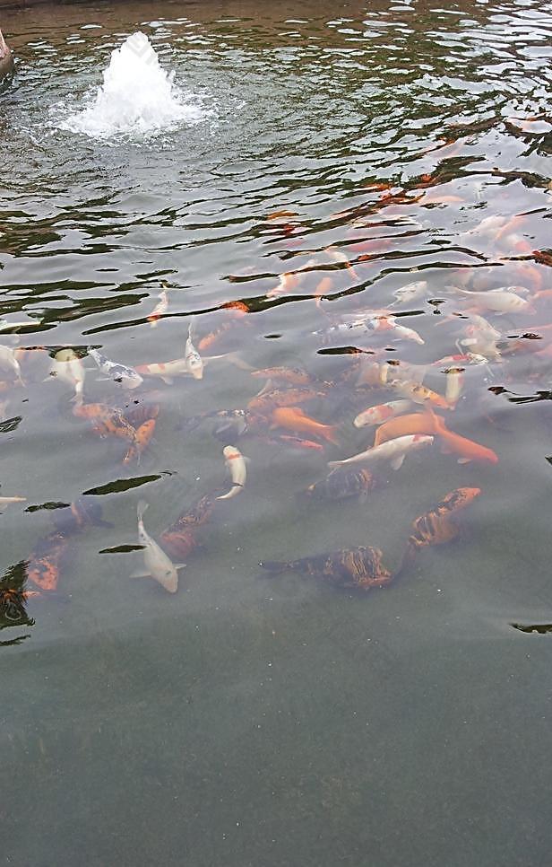 水池里的鱼群图片