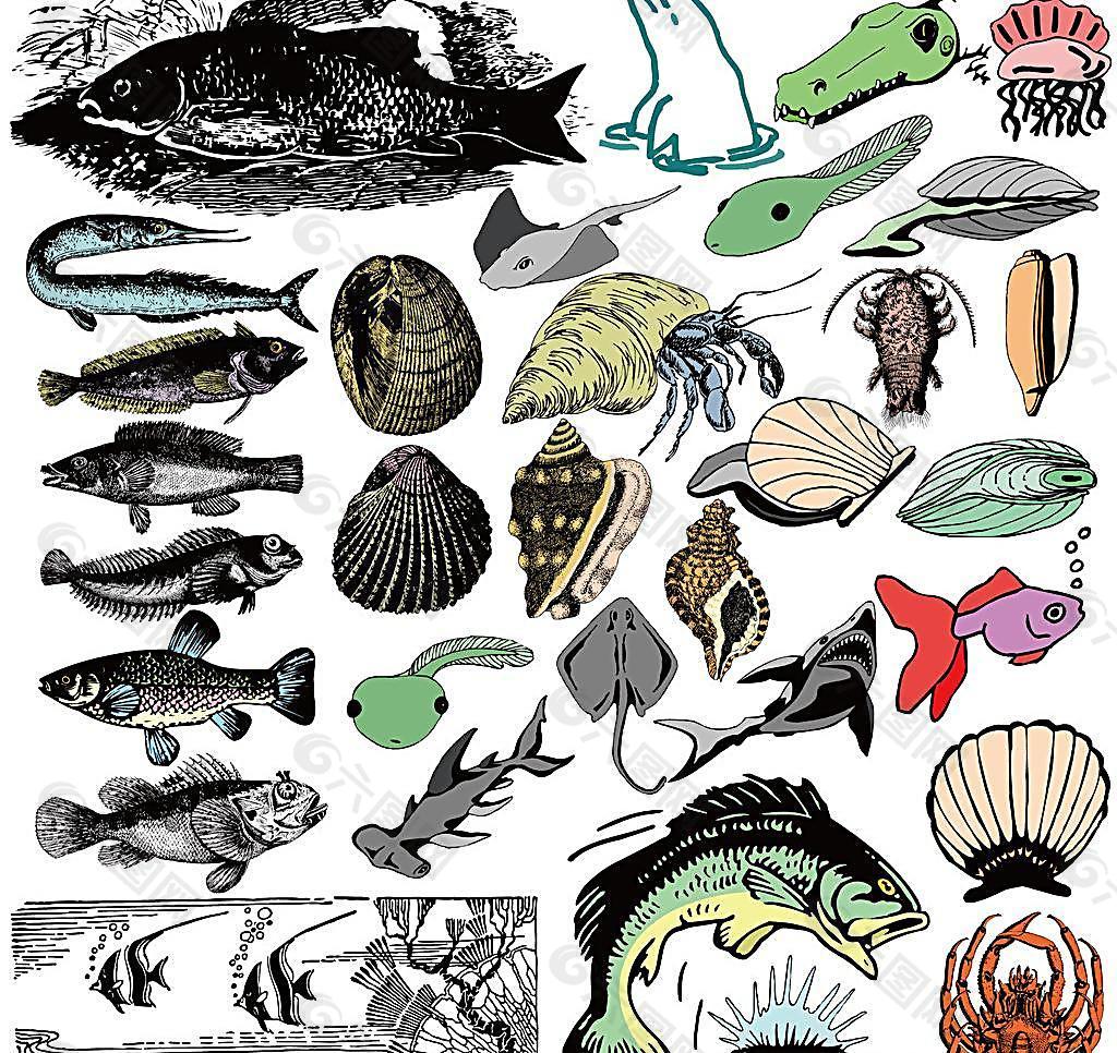 海螺贝壳海豚海底世界图片