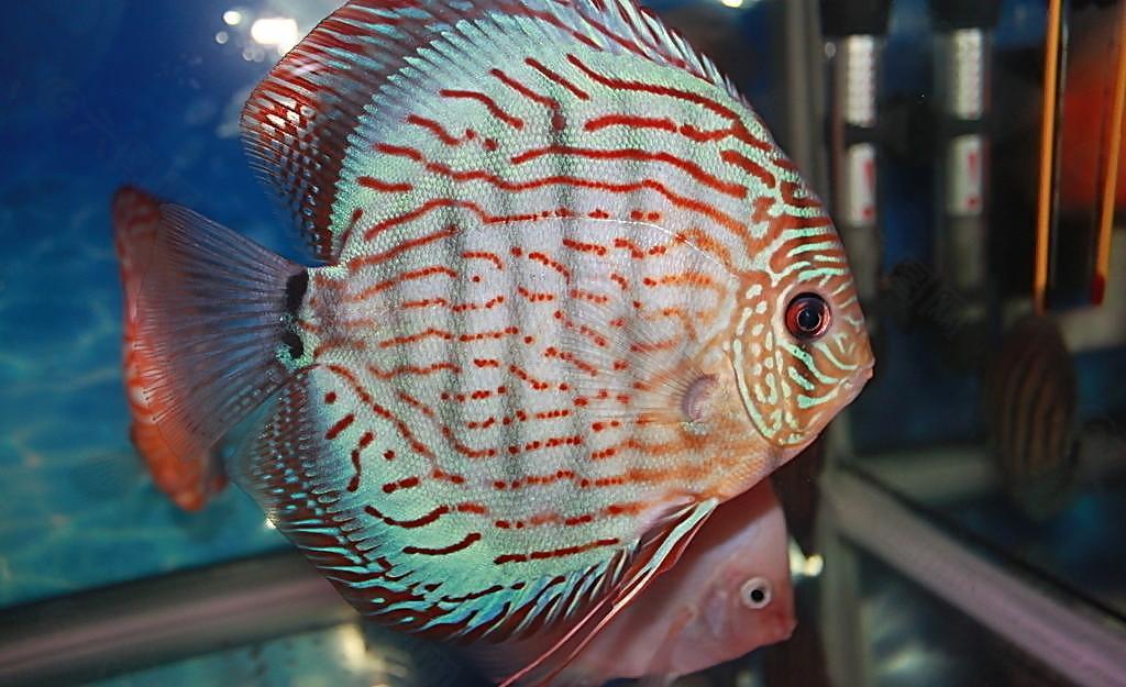 热带鱼 花纹图片
