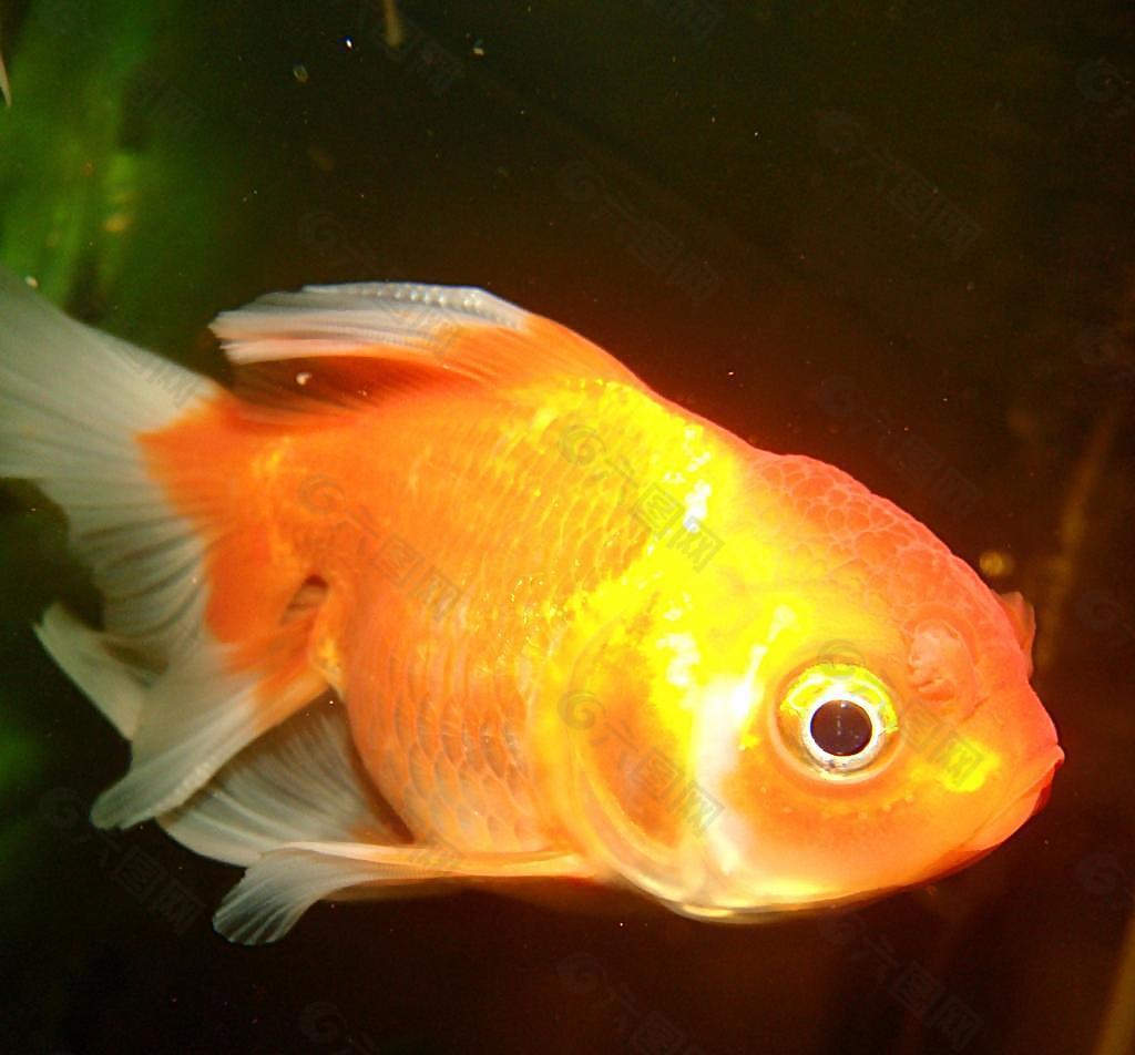其他-金鱼红色金鱼动物金鱼-好图网