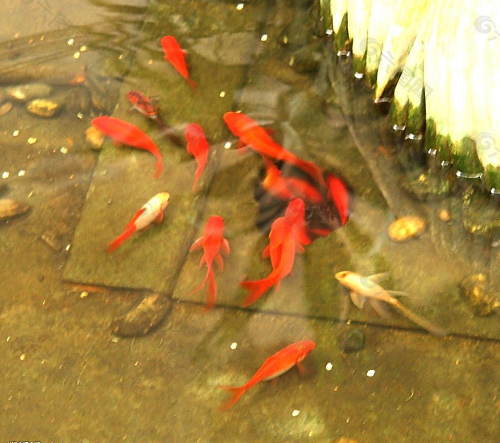 红鲤鱼图片