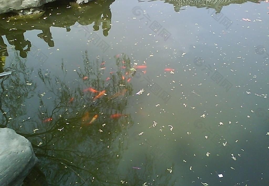 池塘中的鱼图片
