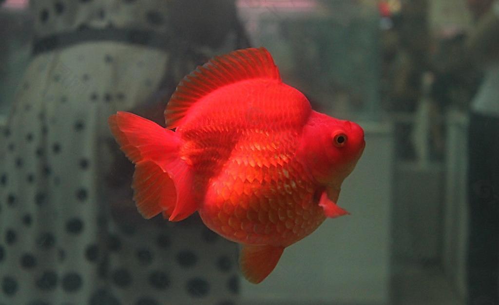 短尾红琉金金鱼图片