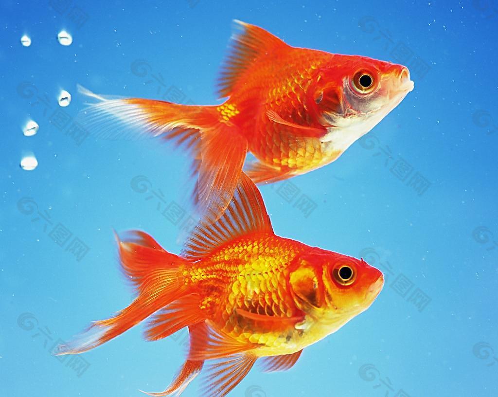 两条小金鱼摄影图__鱼类_生物世界_摄影图库_昵图网nipic.com
