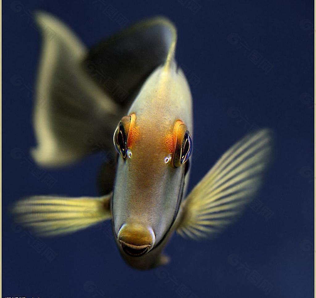 漂亮的花纹鱼摄影图__鱼类_生物世界_摄影图库_昵图网nipic.com