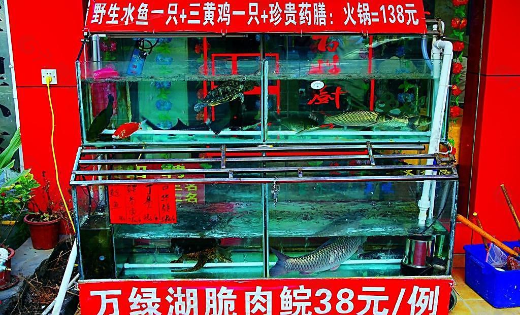 商务酒店 海鲜鱼缸图片