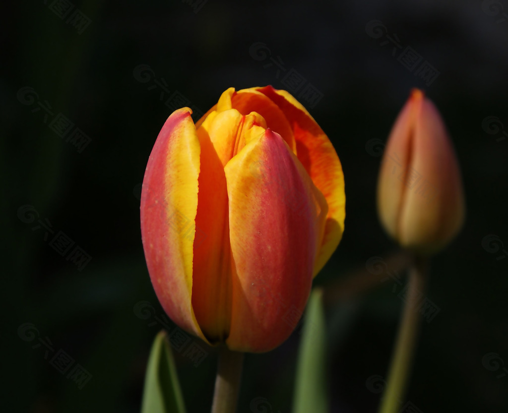 位图 植物 写实花卉 花朵 郁金香 免费素材