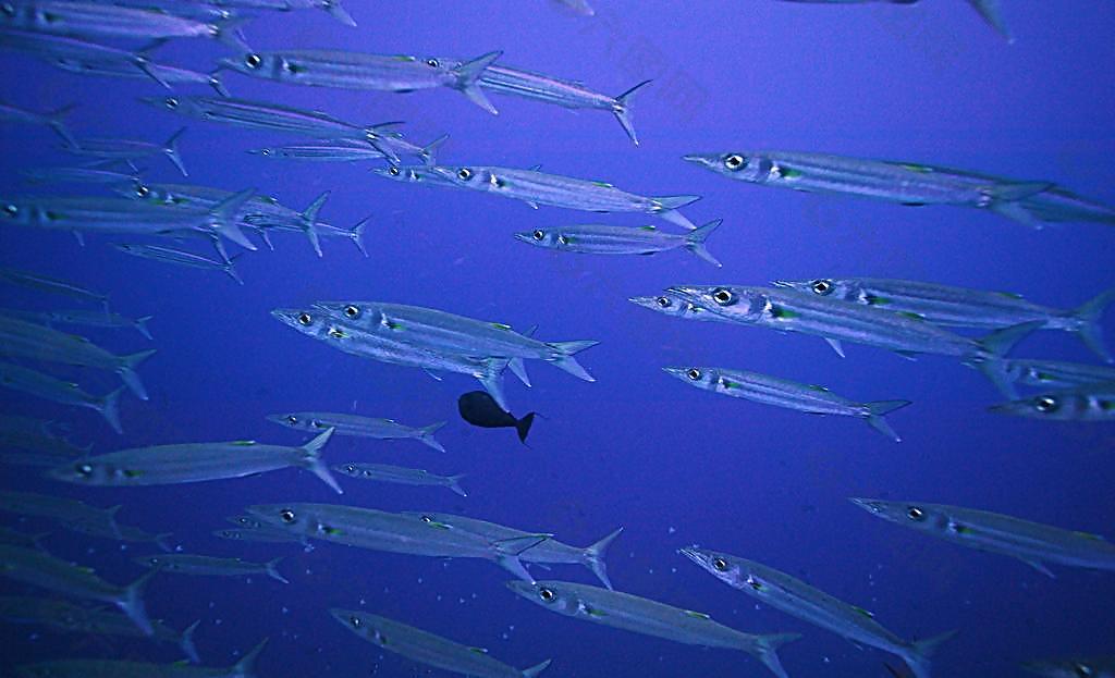 青角梭群鱼图片