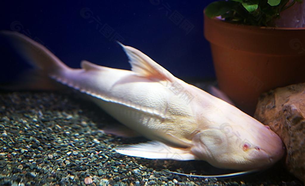 白化鲶鱼埃及图片