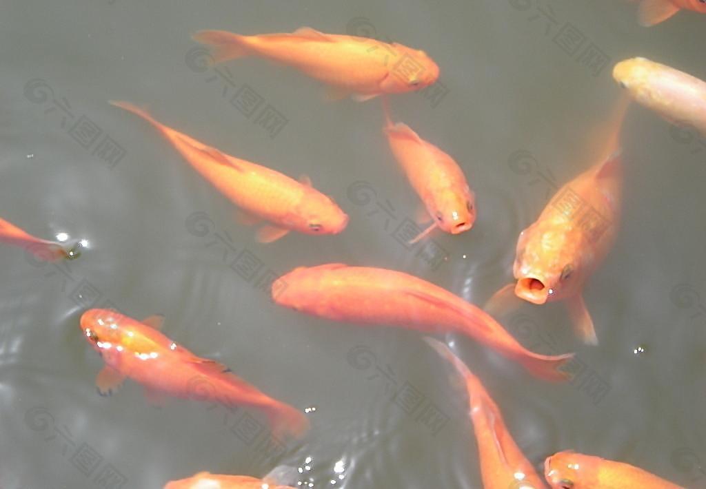 苏州 水中鱼图片
