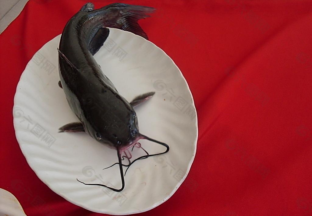 长江茴鱼图片