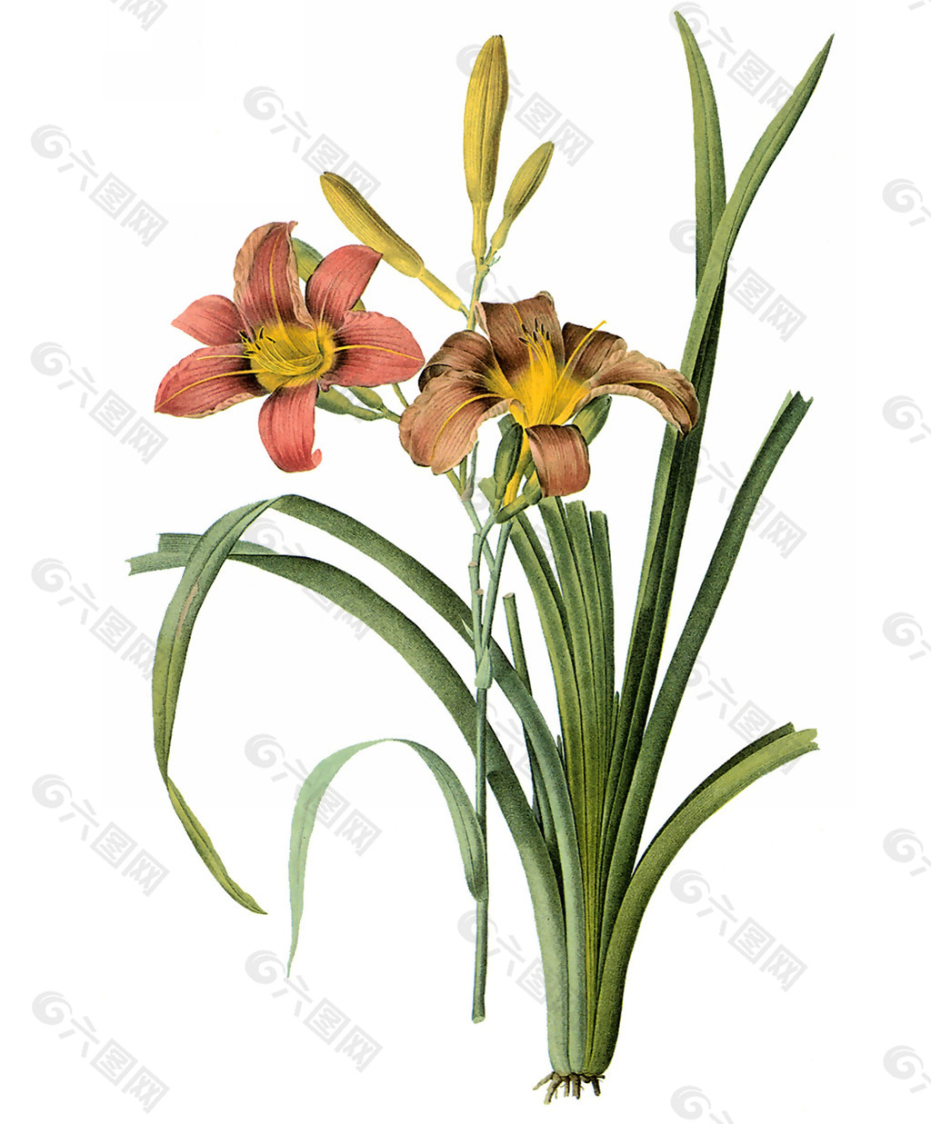 位图 写实花卉 艺术效果 水彩 花卉 免费素材