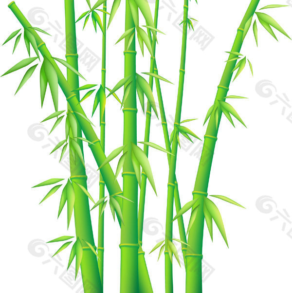 翠绿的竹子矢量图