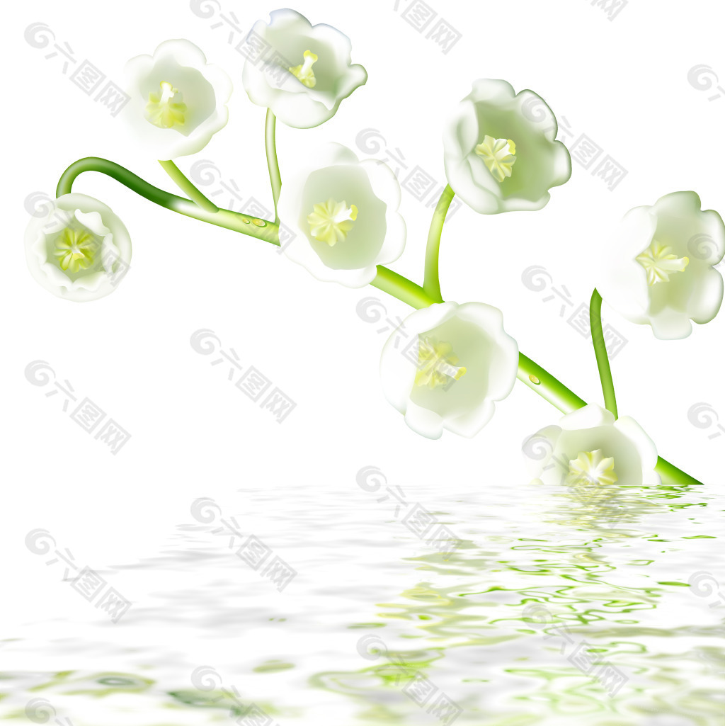 水中白色花卉