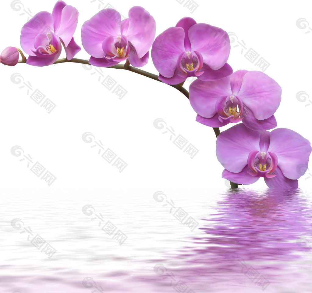 水中紫罗兰