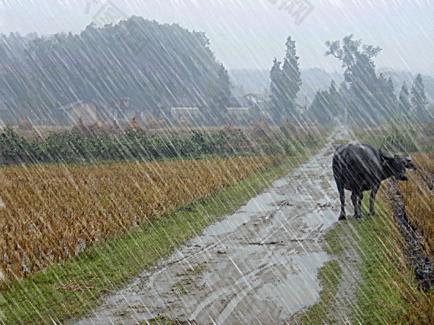 雨中老牛图片