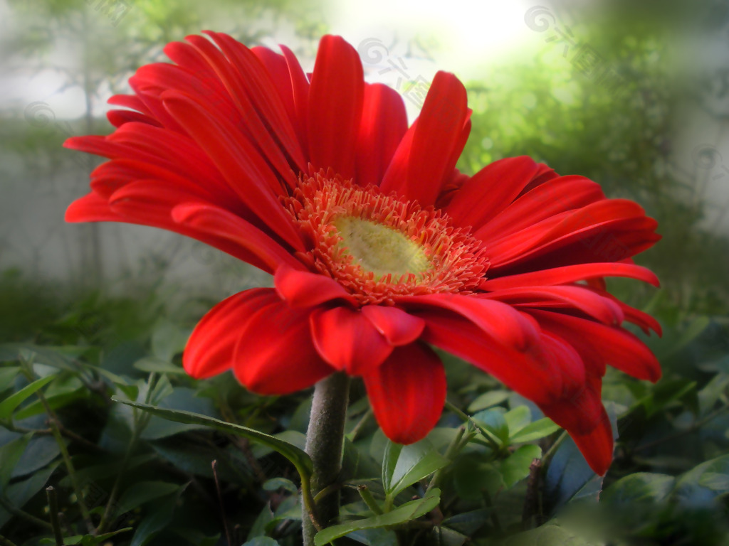 位图 植物摄影 写实花卉 花朵 波斯菊 免费素材