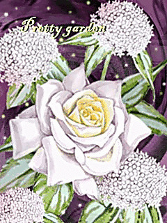 白蔷薇图片