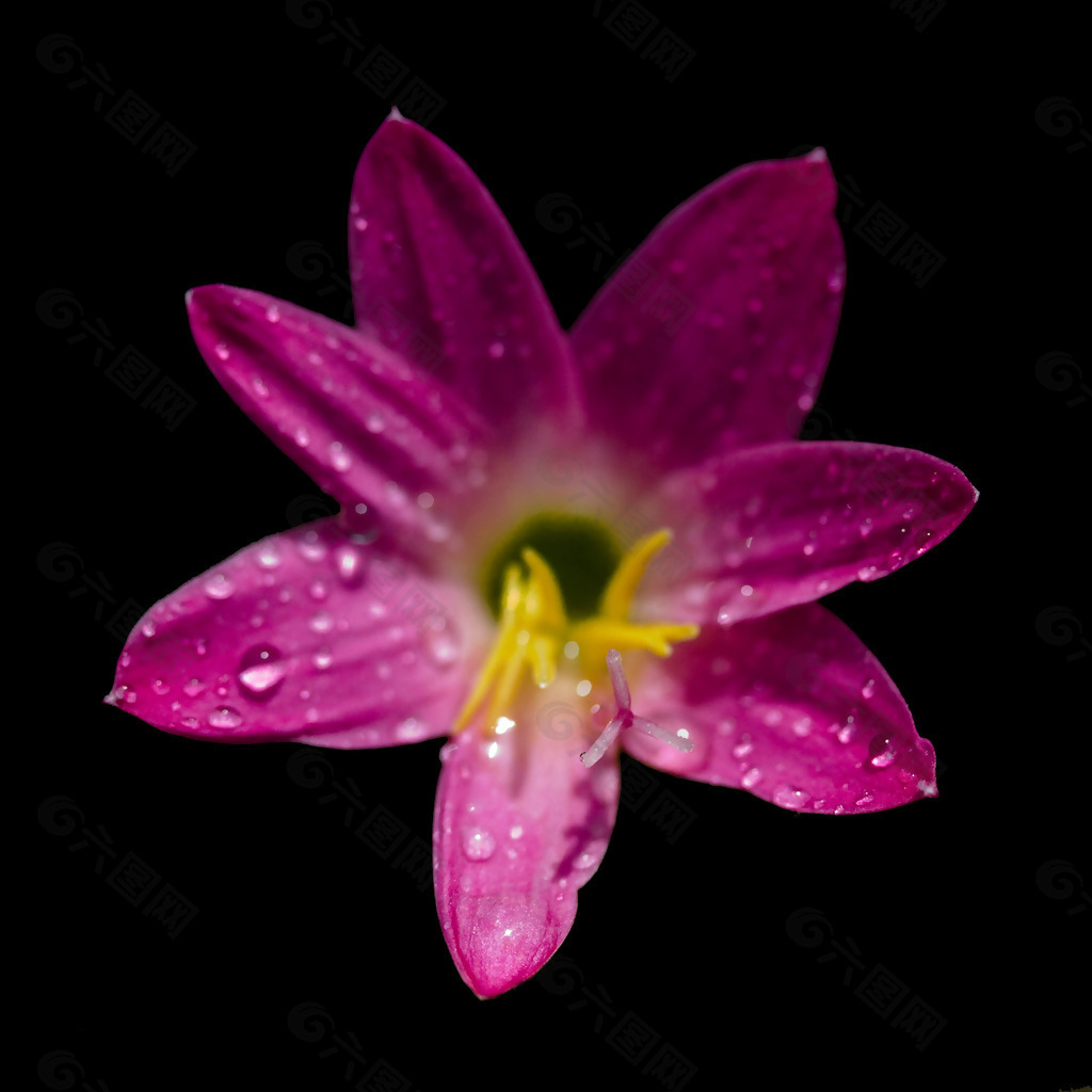 位图 植物摄影 写实花卉 花朵 数码照片 免费素材