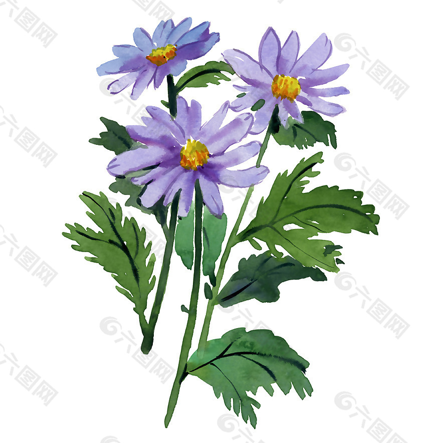 位图 植物 写意花卉 花朵 菊花 免费素材