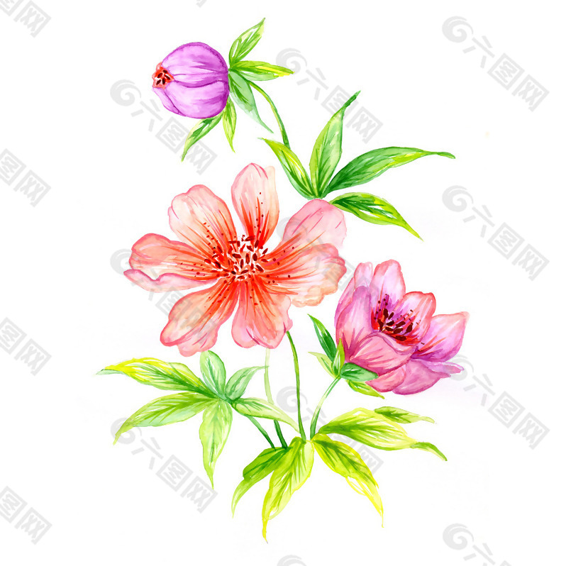 位图 植物 写意花卉 花朵 牡丹 免费素材