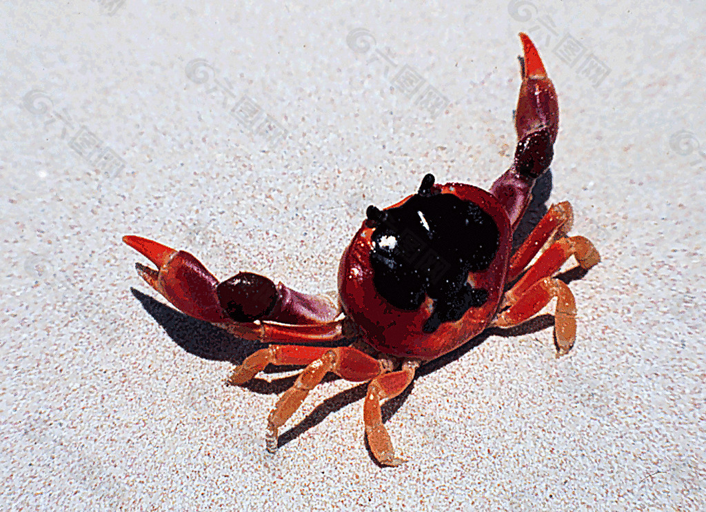 沙滩螃蟹图片