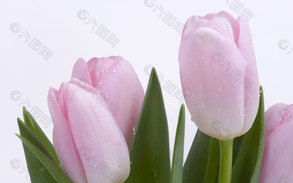位图 植物 写实花卉 花朵 郁金香 免费素材