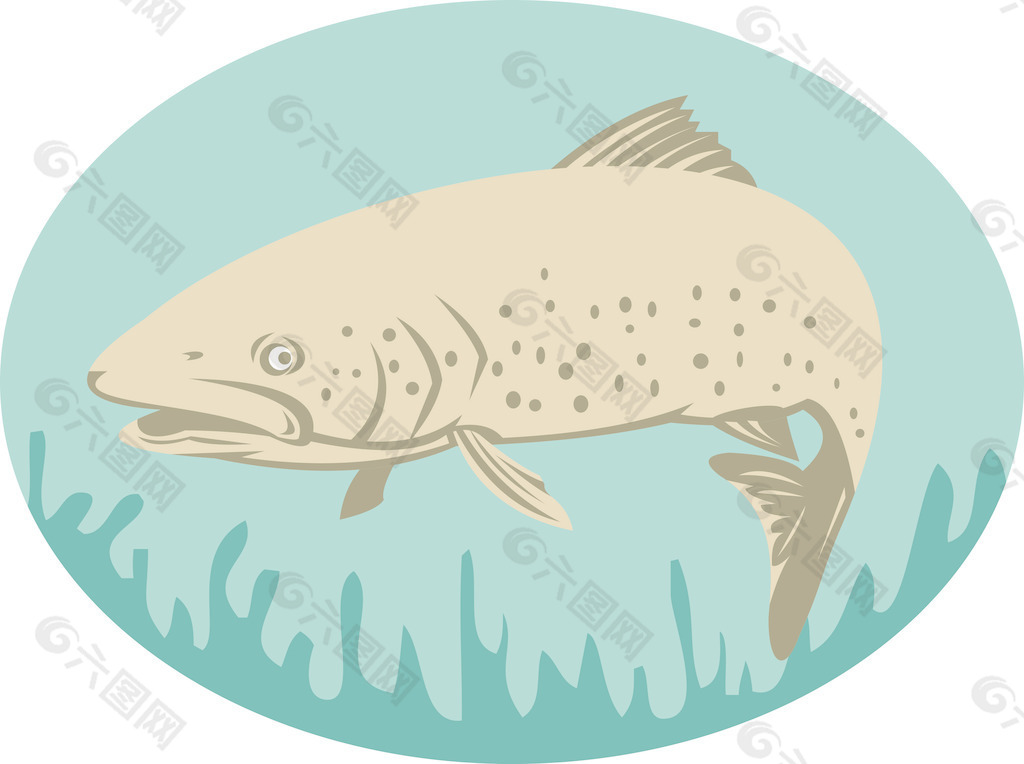 斑点或斑点鳟鱼游泳
